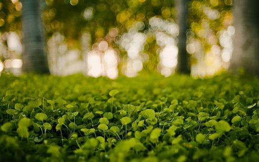 小心植物“报复” 植物也会吃醋