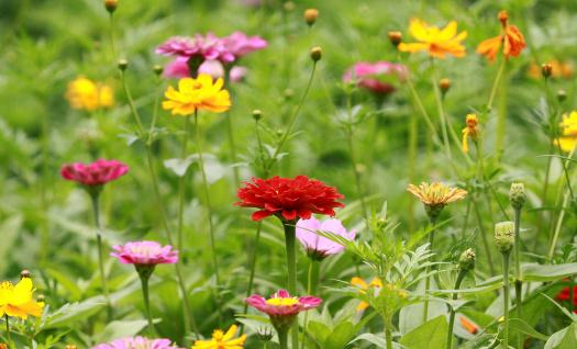 室内适合养什么花草？这些花草不要养在室内