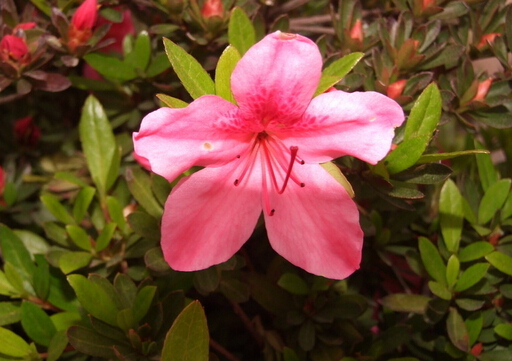 杜鹃花的介绍-杜鹃花的风水学应用