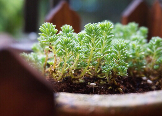 薄雪万年草的风水学应用-薄雪万年草与家居风格的搭配