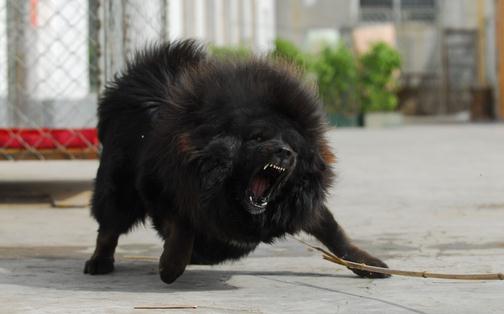 如何教会藏獒幼犬上下楼梯